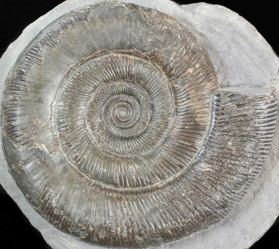 Dactylioceras Ammonite - UK #42624